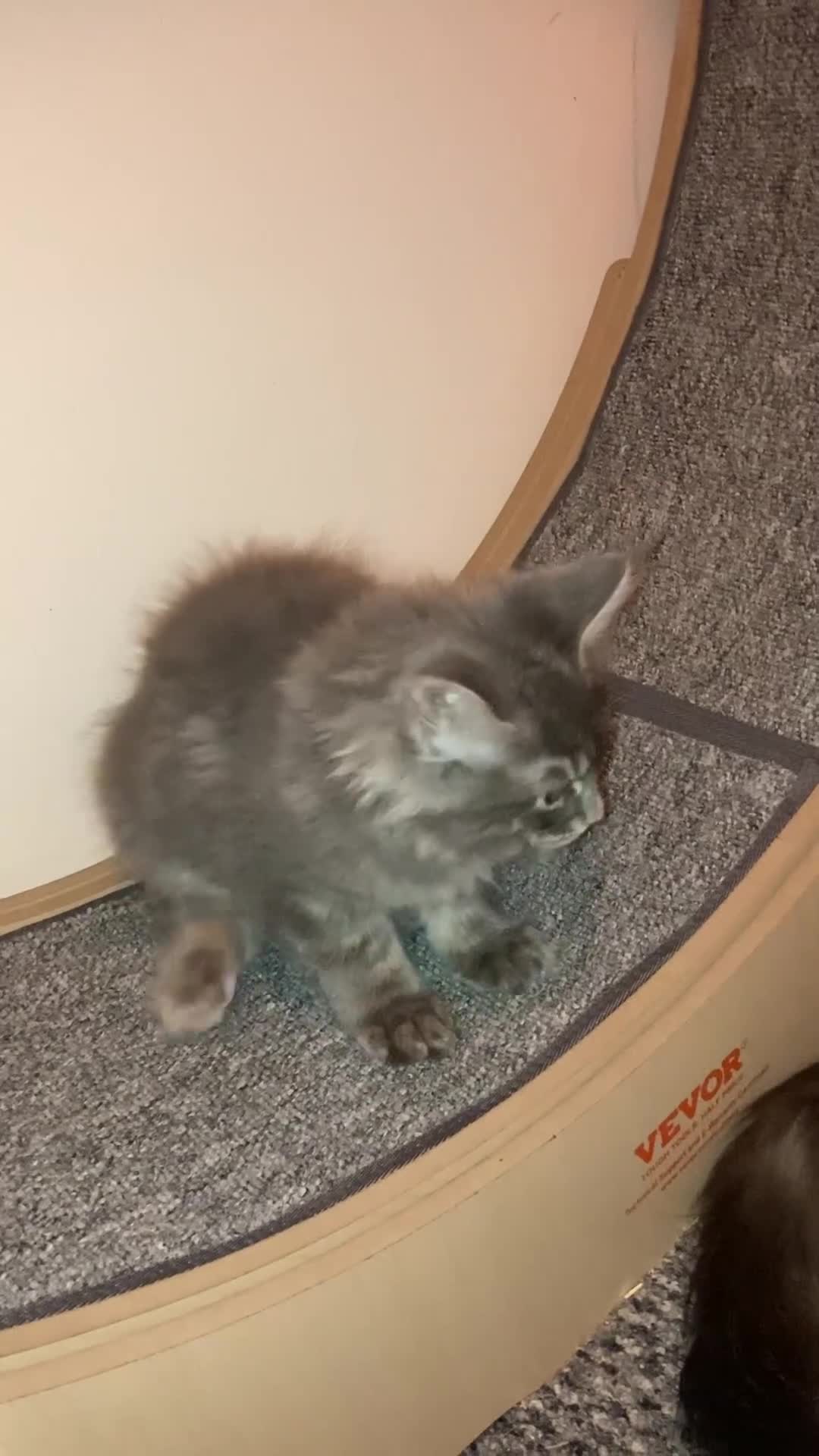 Maine Coon cats for sale: Full Maine Coon Kittens Ready Now - Video 2