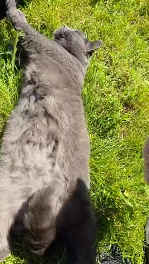 Chartreux cats for sale: Charteraux Female Cat - Video 2