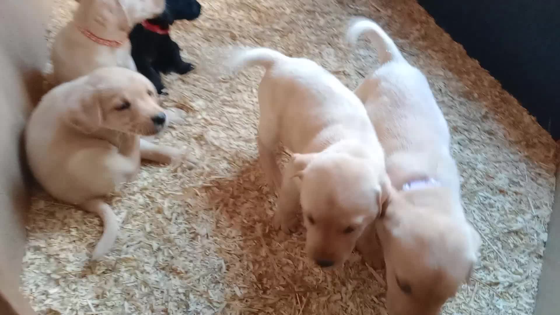 Labrador Retriever dogs for sale: KC Registered Labrador pups  - Video 1