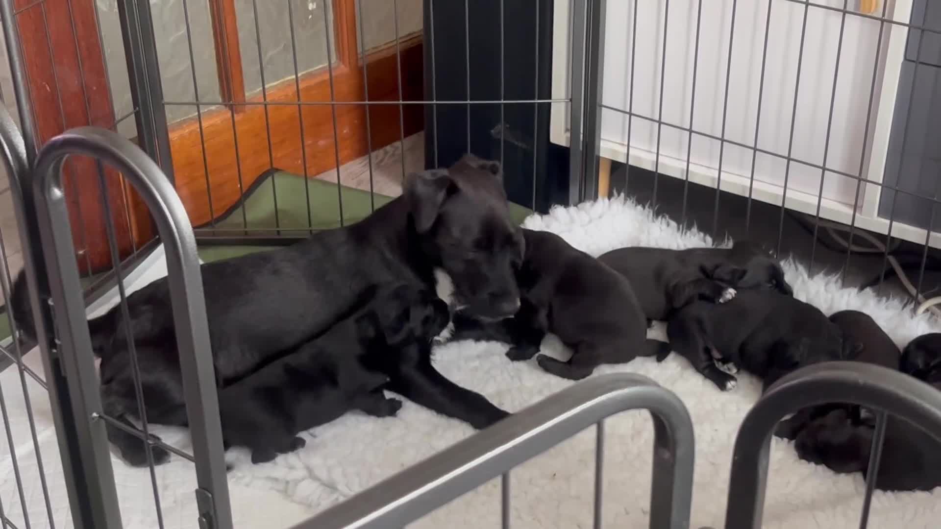 Patterjack dogs for sale: Gorgeous/ Patterjack x Patterdale pups ♥️ - Video 2