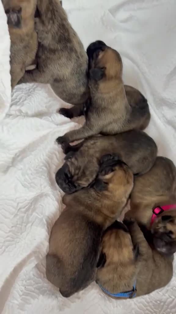 Presa Canario dogs for sale: Purebred Presa canario puppies for sale  - Video 3