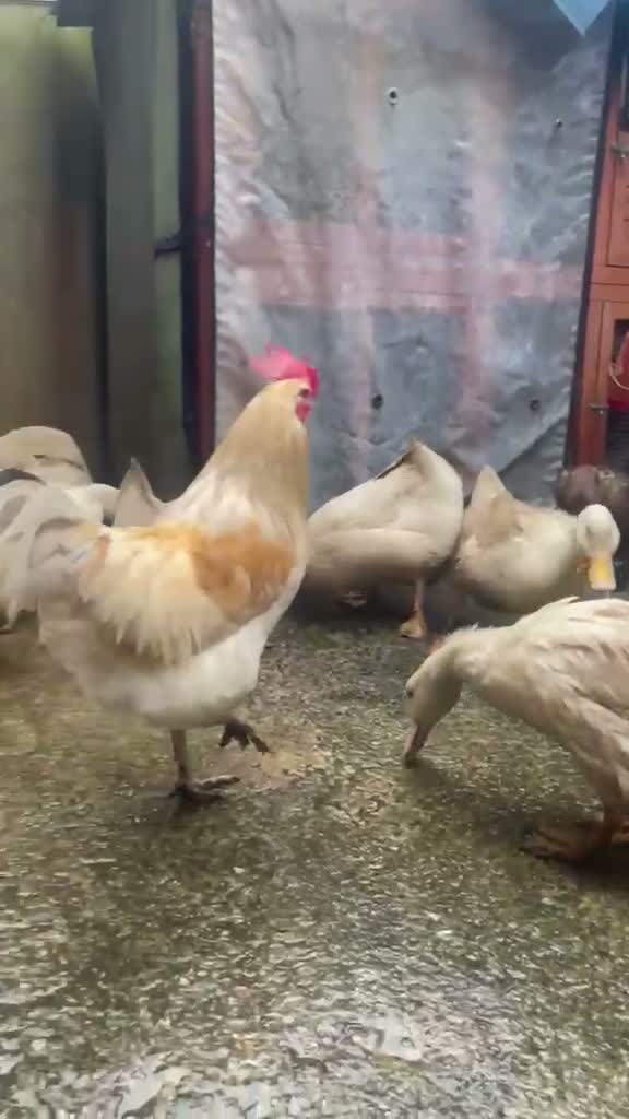 Chickens poultry for sale: Chicken and Ducks in Manchester - Video 1
