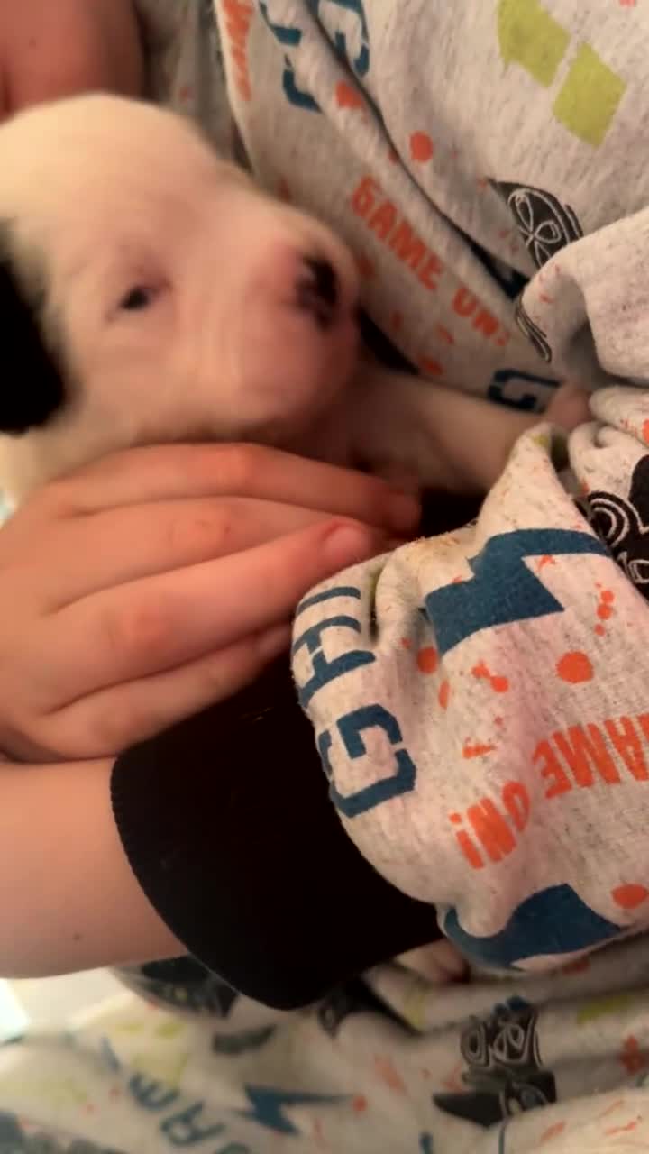 Mixed Breed dogs for sale: Fluffy puppy’s  - Video 1