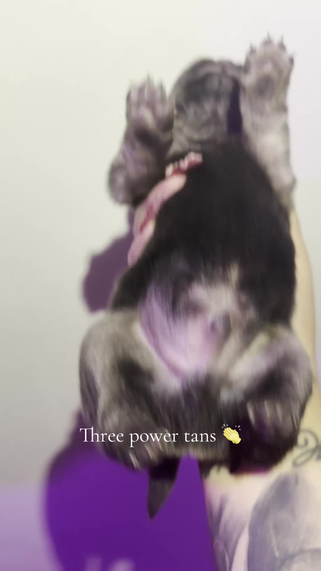 Chow Chow dogs for sale: Fluffy CHOW CHOWS - Video 2