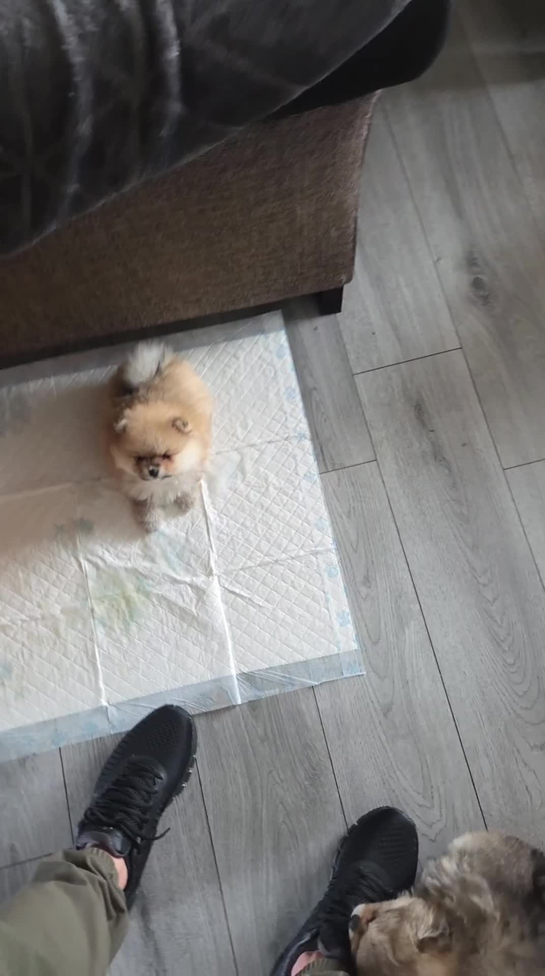 Pomeranian dogs for sale: Pomeranian puppies for sale 🐶🐾 - Video 2