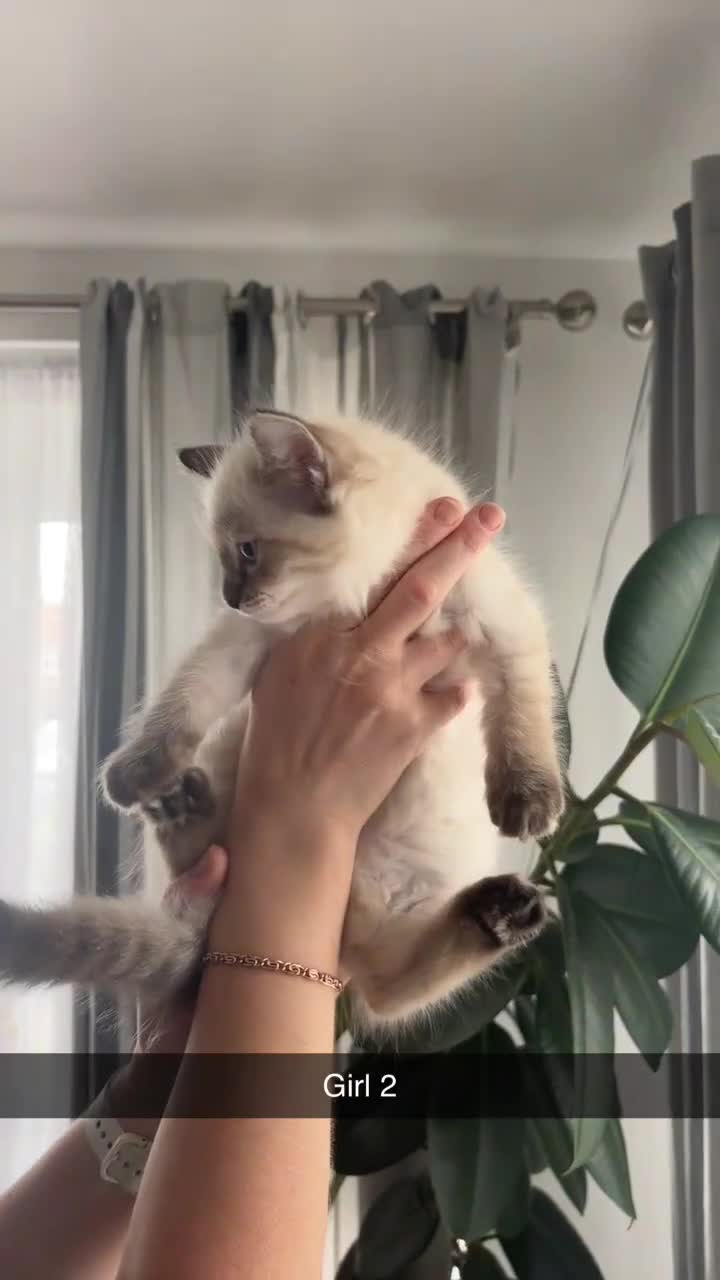 Ragdoll cats for sale: READY TO LEAVE fluffy Lynx and blue point Ragdoll - Video 2
