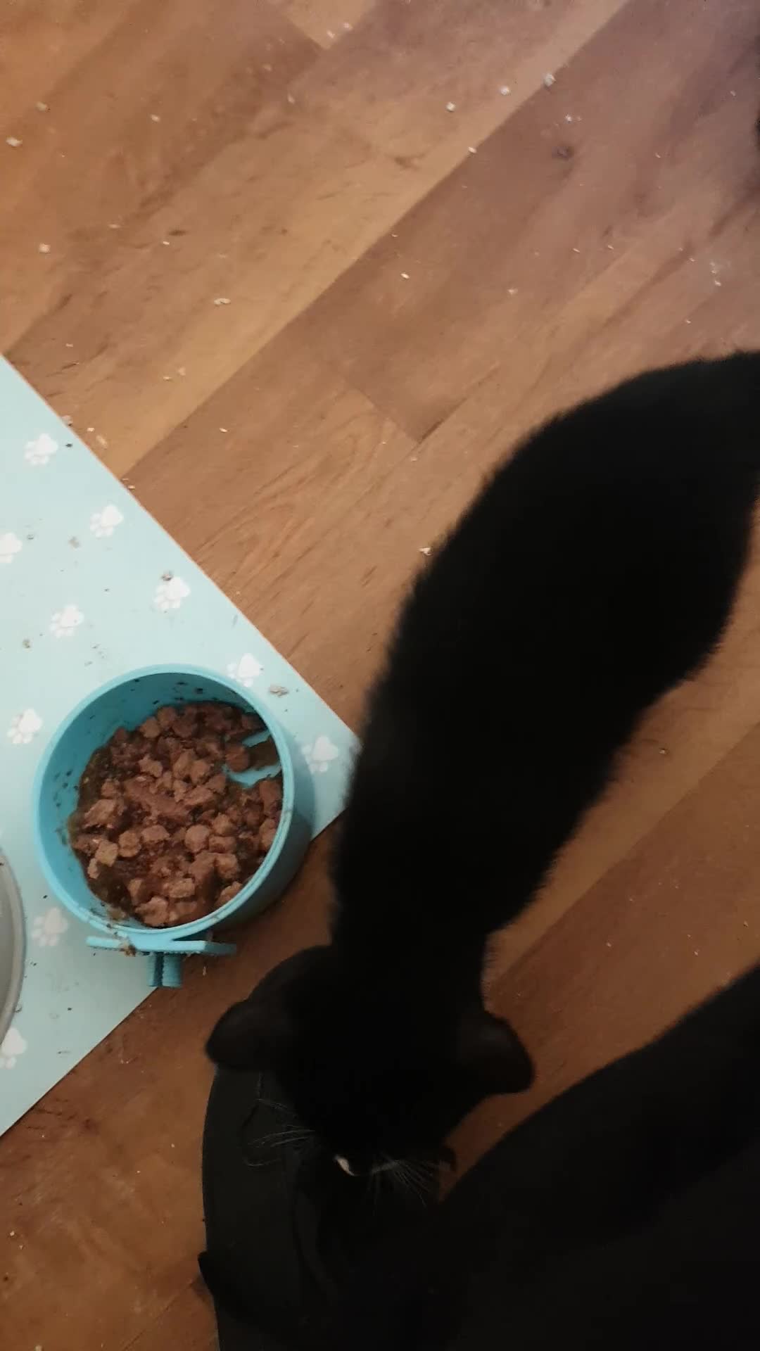 American Shorthair cats for sale: 2 American short wire hair kittens  - Video 1