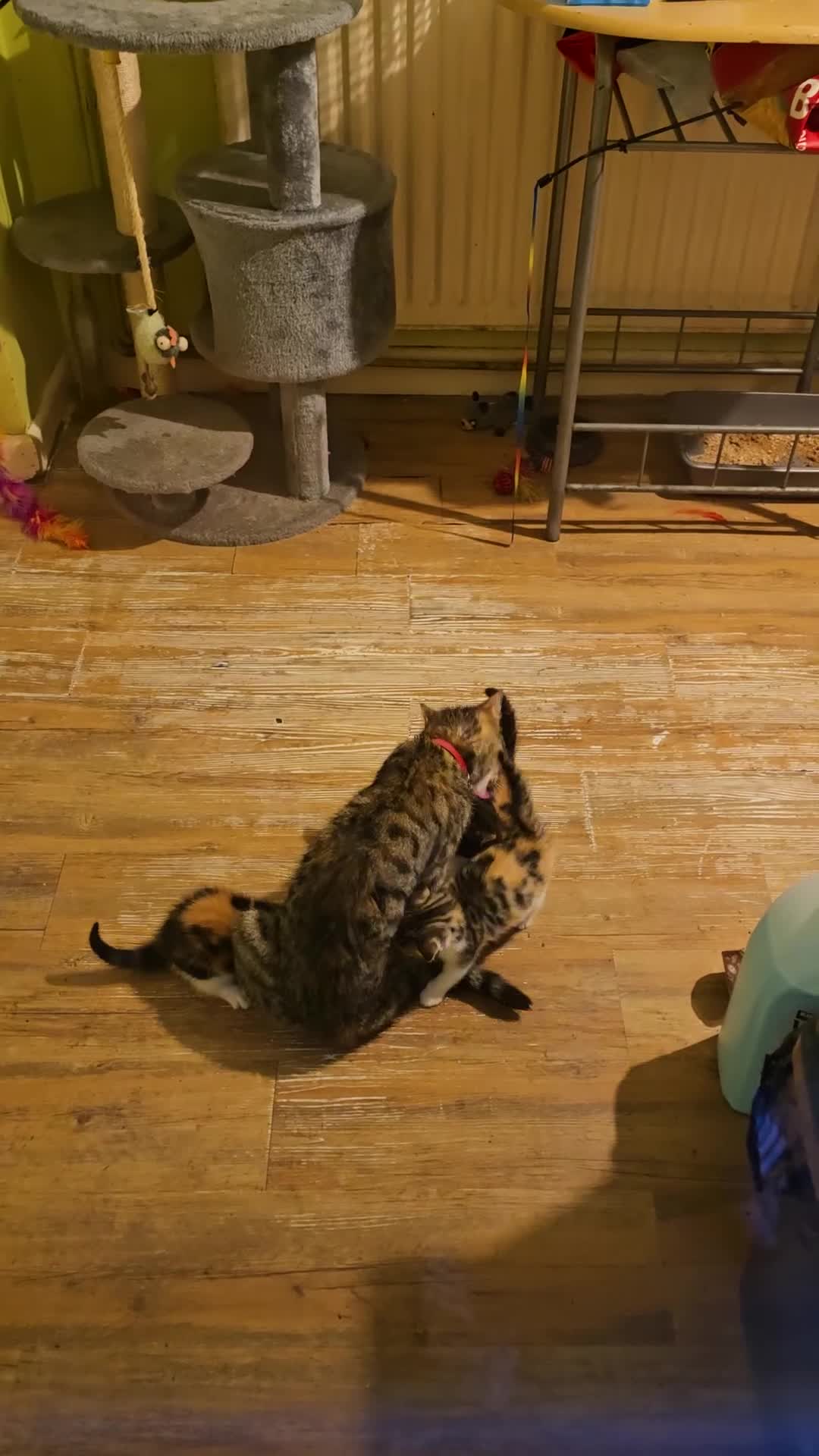 Mixed Breed cats for sale: Beautiful mixed breed female kitten  - Video 4