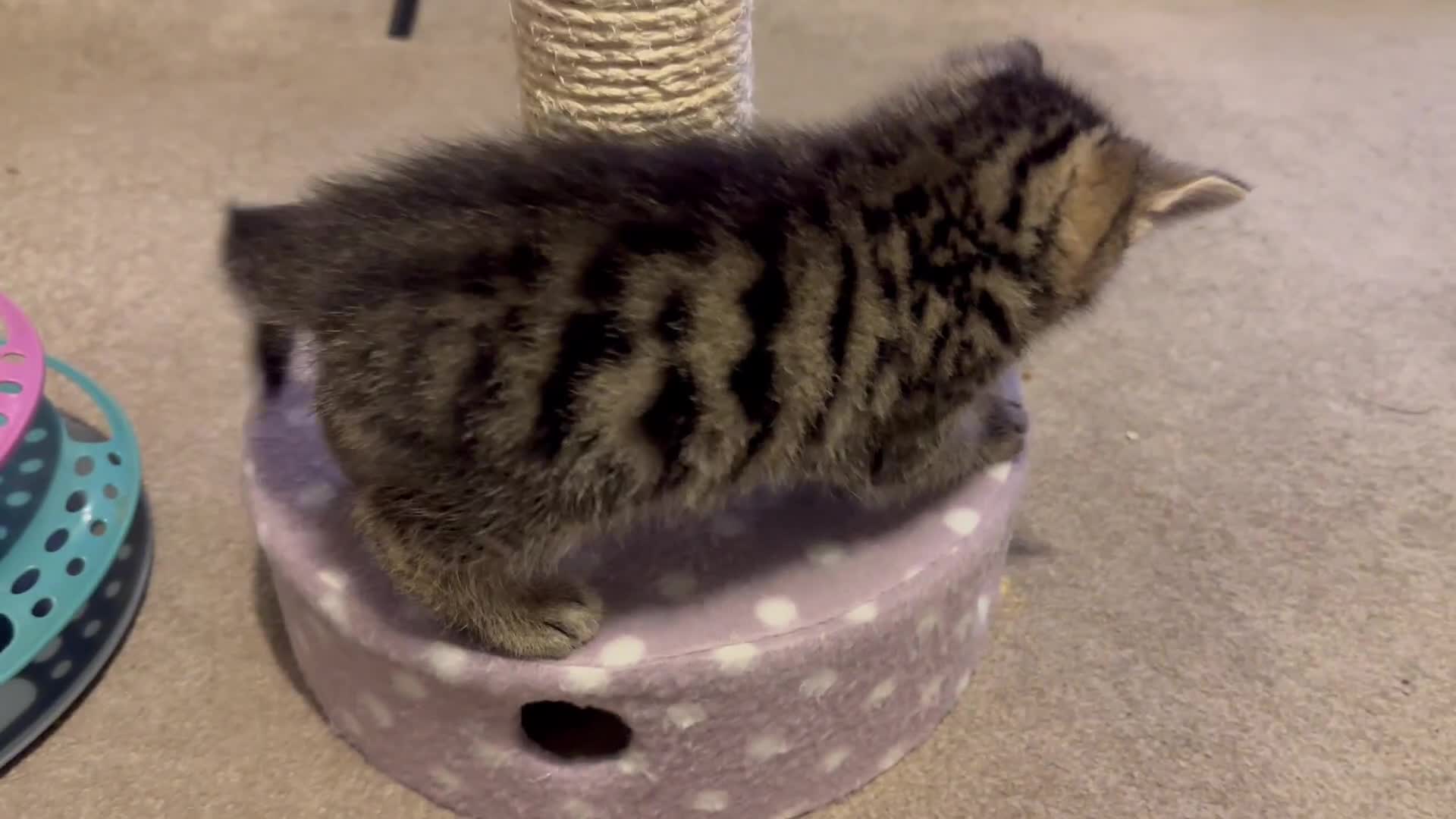 Mixed Breed cats for sale: Amiable mixed breed kittens - Video 5