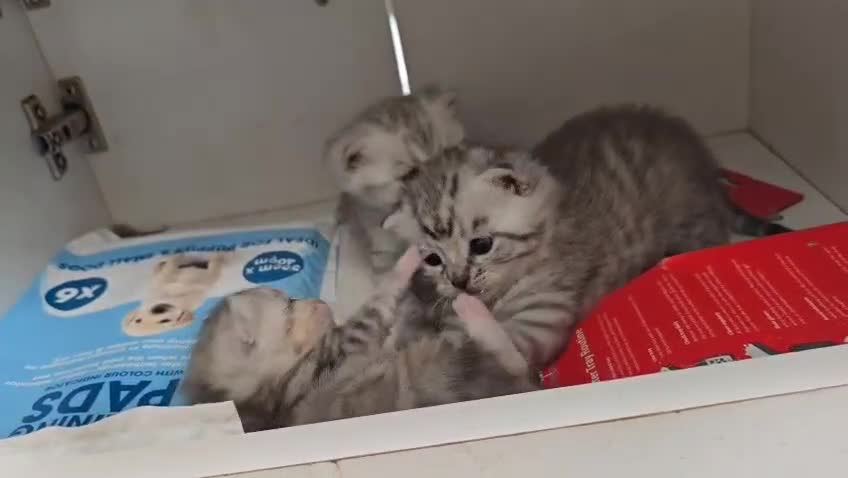 British Shorthair cats for sale: Adorable British Shorthair Kittens–Ready for Home! - Video 2