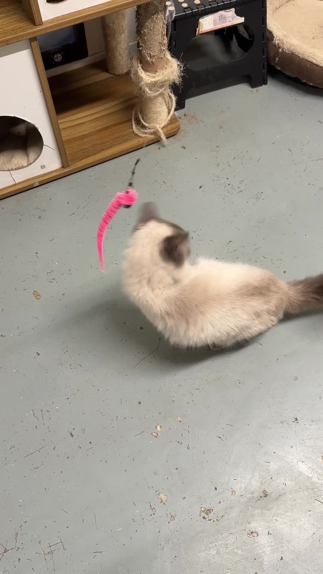 Ragdoll cats for sale: Beautiful GCCF registered ragdoll retired queen  - Video 1