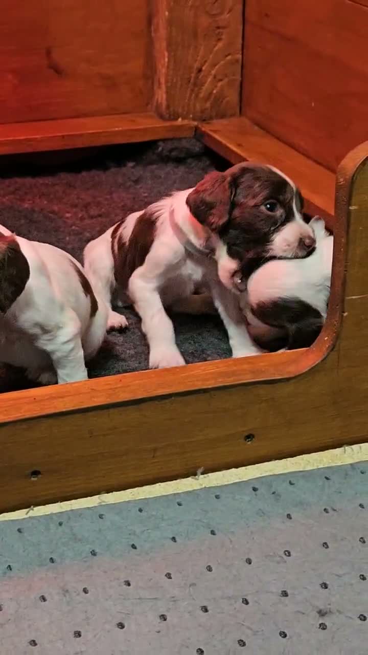 English Springer Spaniel dogs for sale:  KC REGISTERED ENGLISH SPRINGER SPANIEL PUPPIES  - Video 2