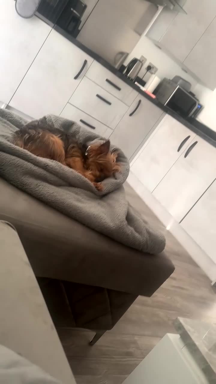 Yorkshire Terrier dogs for sale: Miniature Yorkshire terrier - Video 1