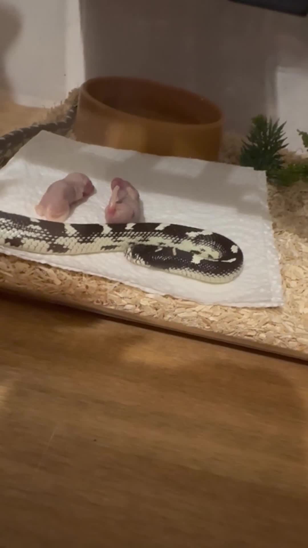 King Snake reptiles for sale: California King Snake in Spalding - Video 1
