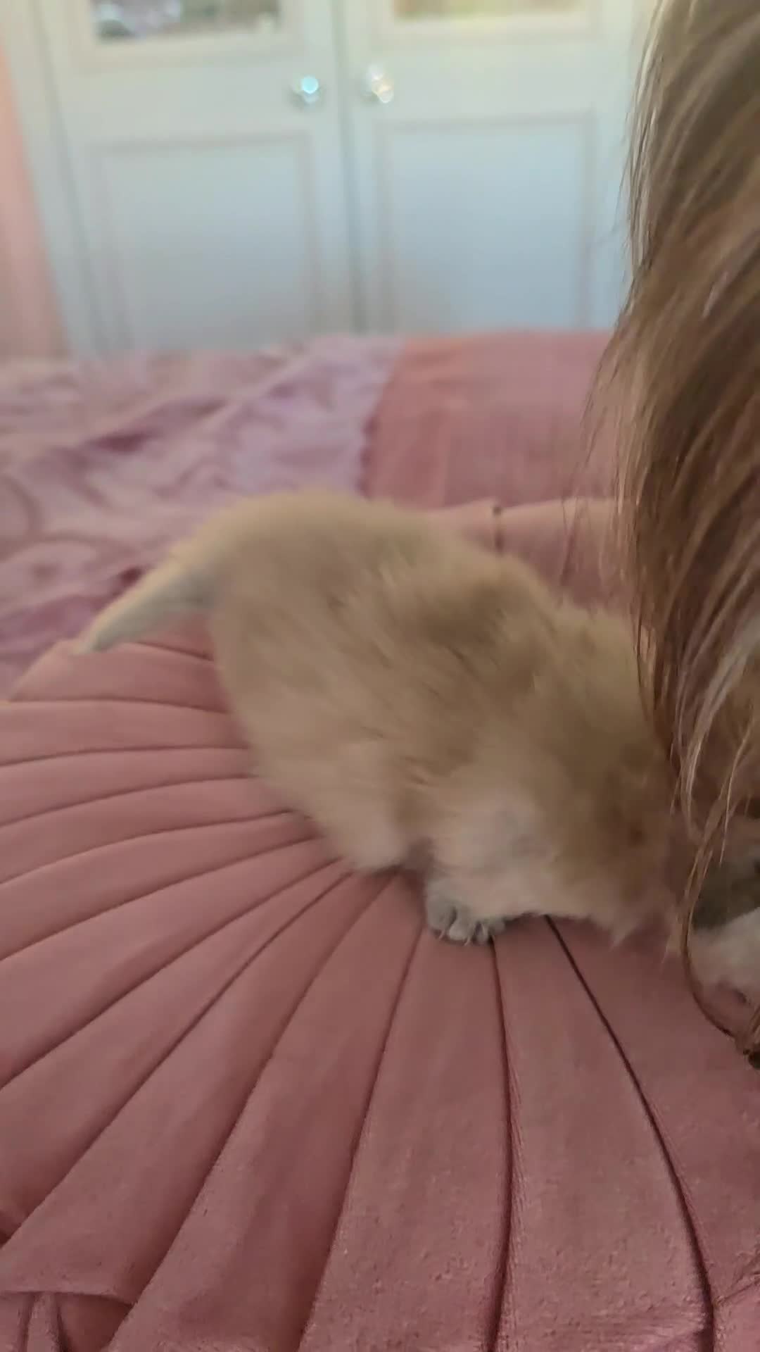 Munchkin cats for sale: Rare Quality Minuets - Video 2