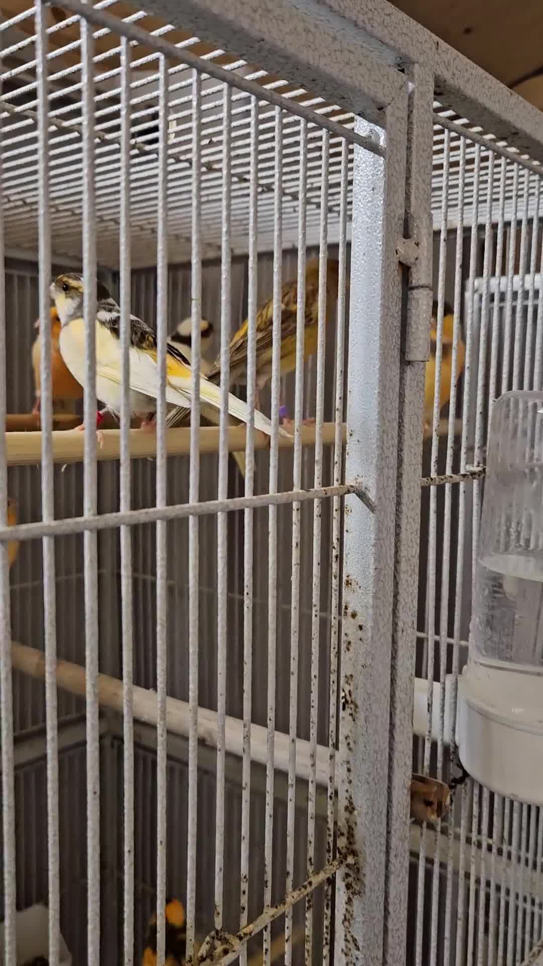 Canaries birds for sale: Beautiful healthy canaries for sale in Manchester  - Video 3