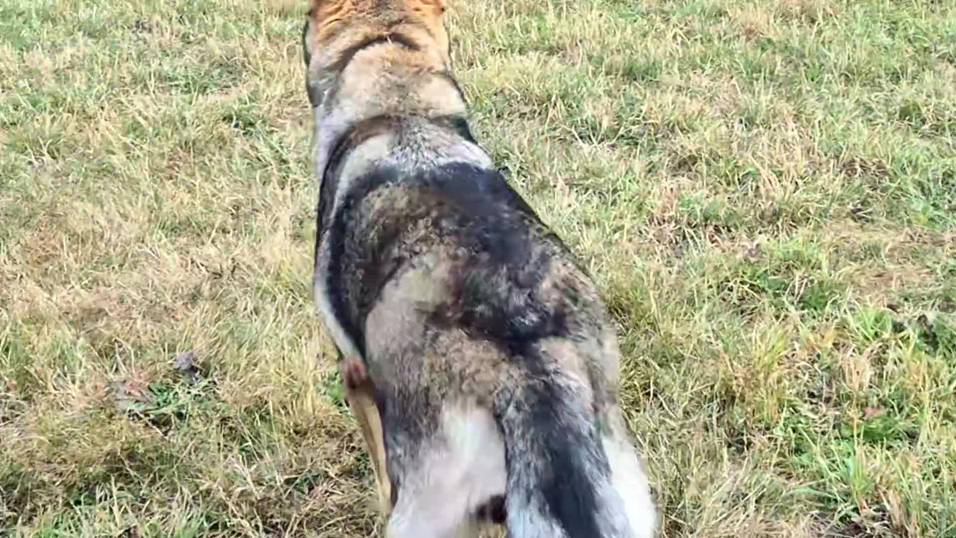 Saarloos Wolfdog dogs for sale: Sarloos wolfdog - Video 1
