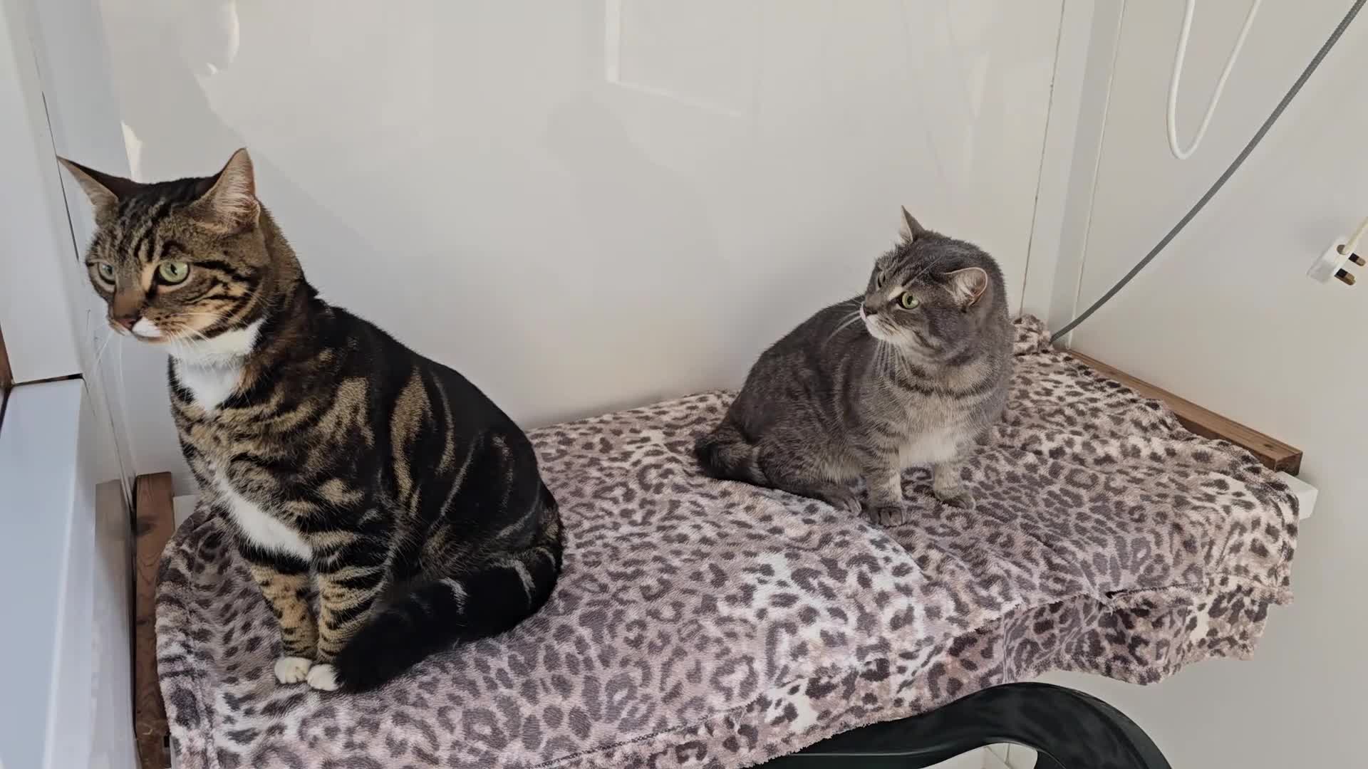Mixed Breed cats for sale: Lovely pair  - Video 1