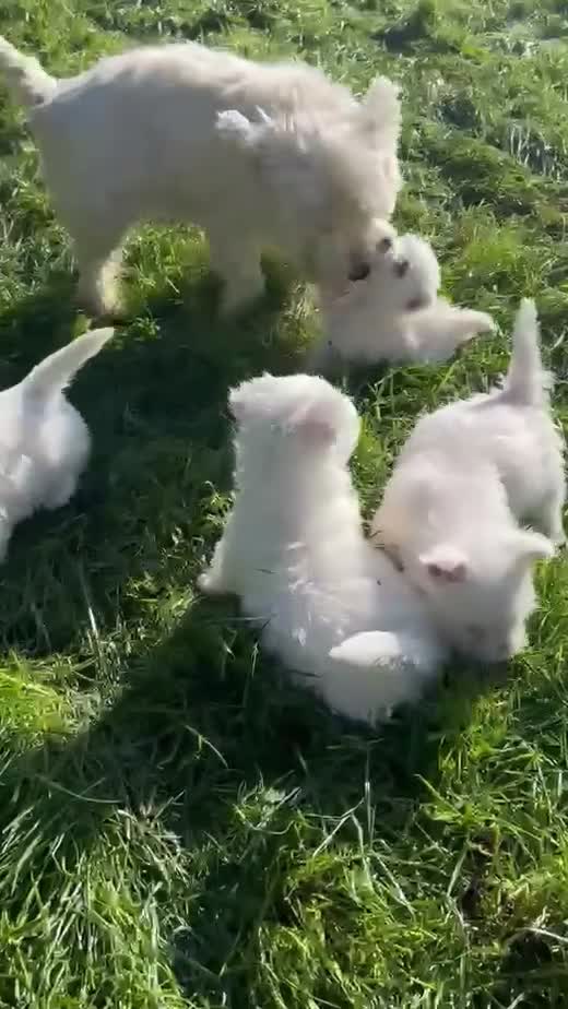West Highland Terrier dogs for sale: Kennel club registered westies - Video 1