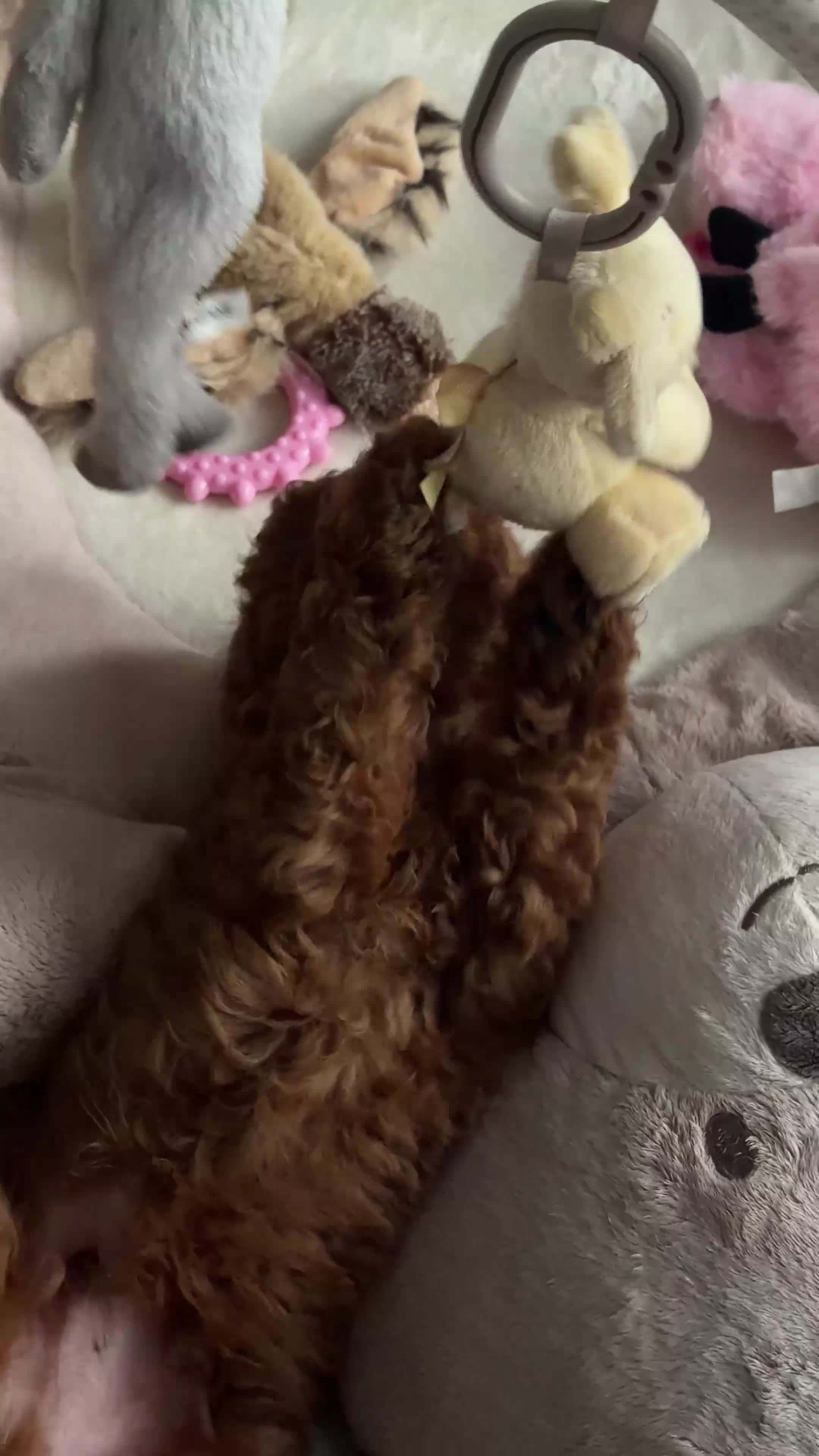 Miniature Poodle dogs for sale: Beautiful Miniature Poodle Puppies 🐾 - Video 3