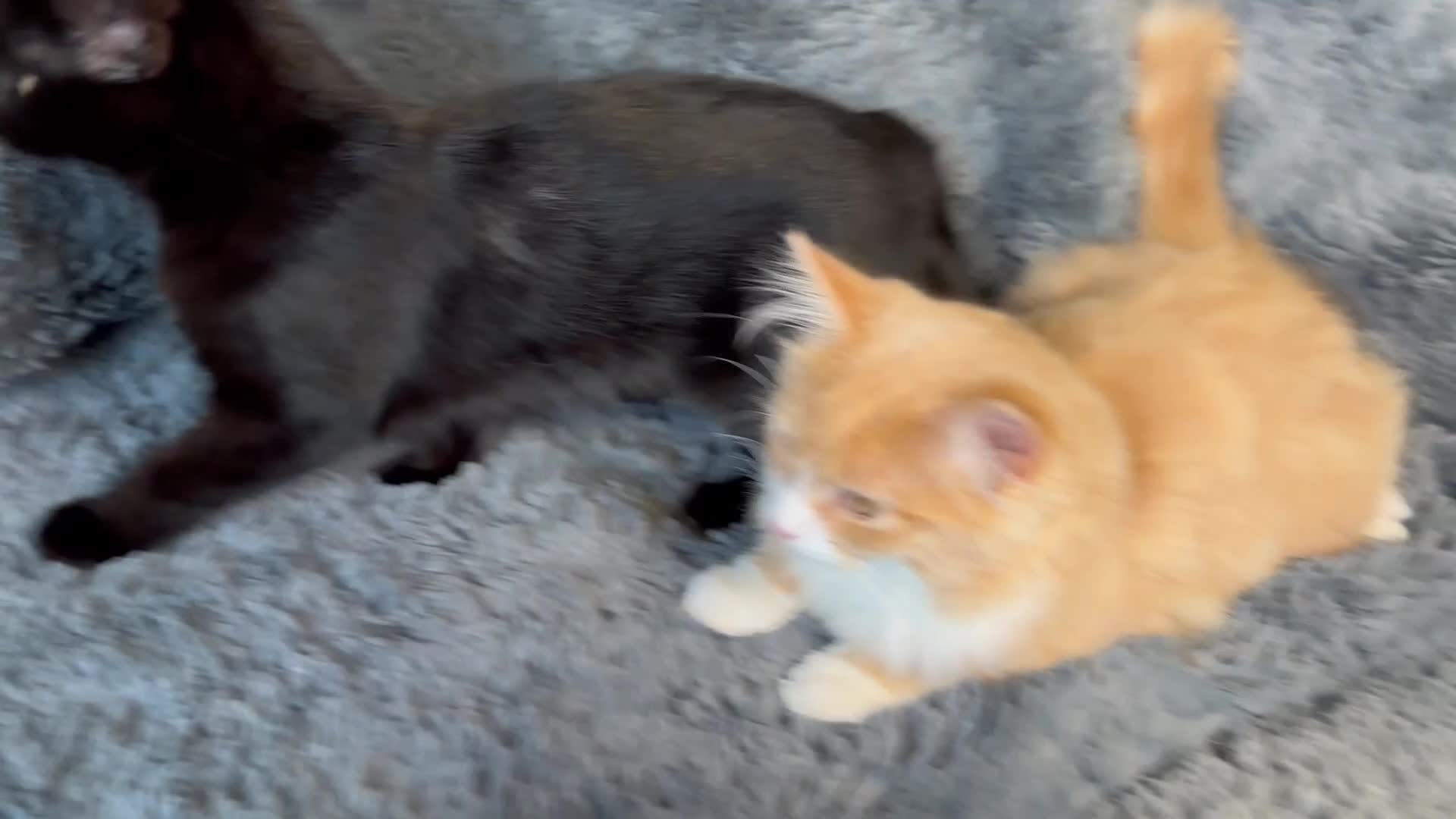 Mixed Breed cats for sale: 2 stunning kittens ready to leave now! - Video 1