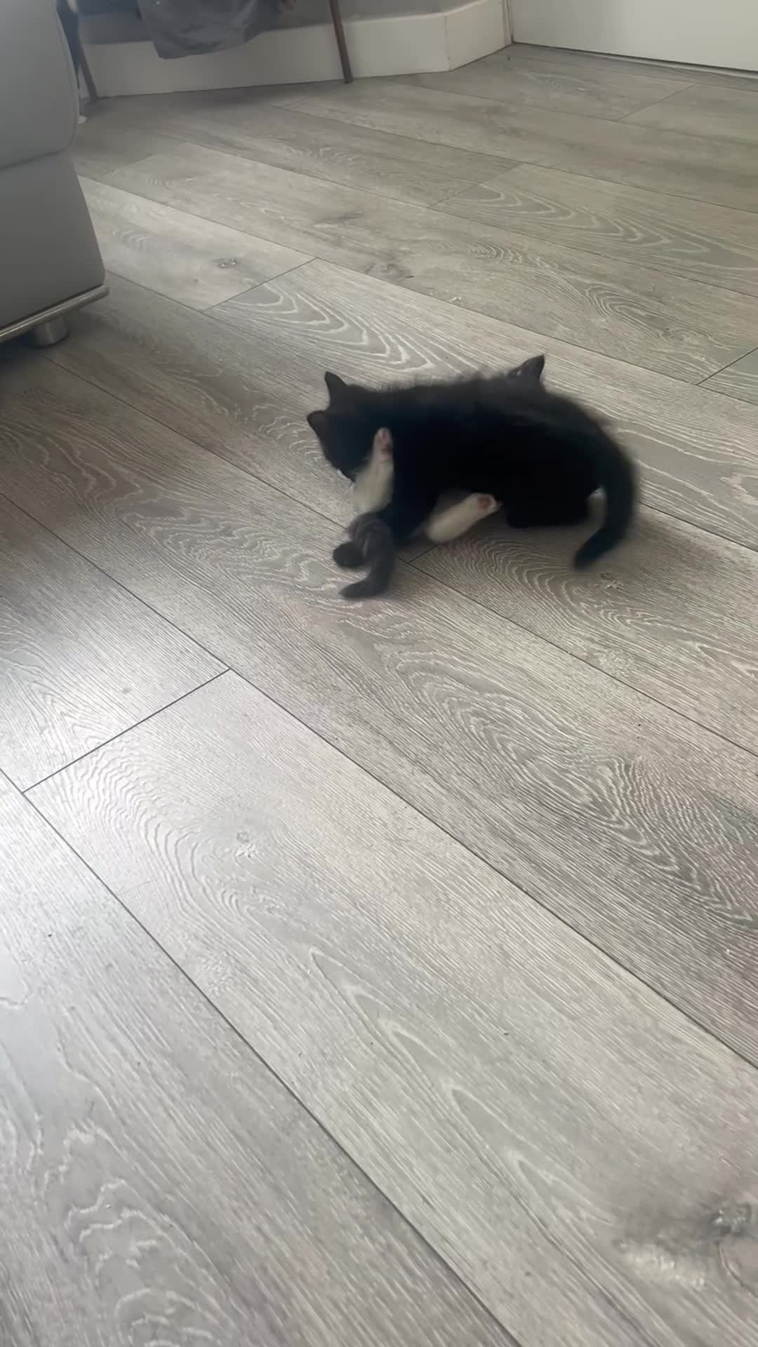 Ragdoll cats for sale: 3 x 1/2 Ragdoll Kittens  in Lancing - Video 1