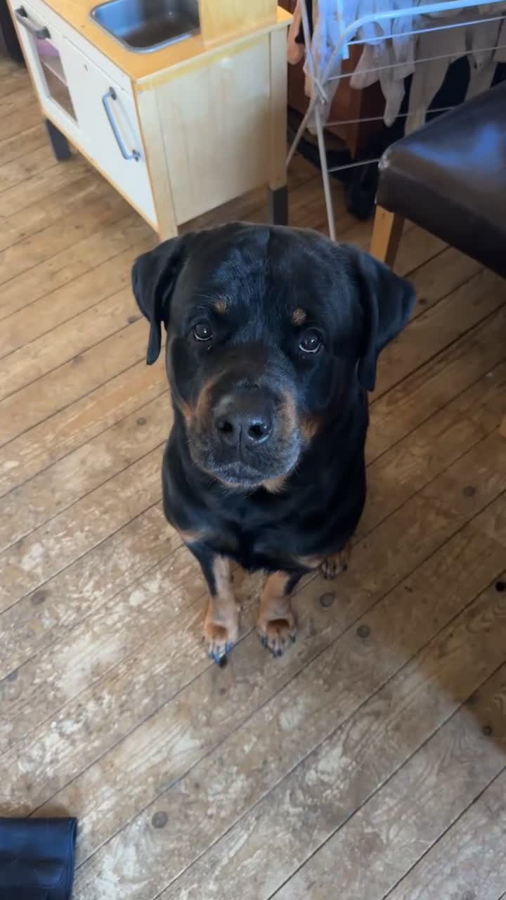 Rottweiler dogs for stud: Rottweiler Male For Stud - Video 1