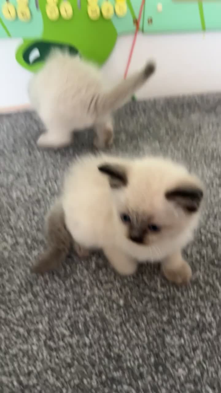 Ragdoll cats for sale: 5 Purebred Ragdoll Kittens in Keith - Video 2
