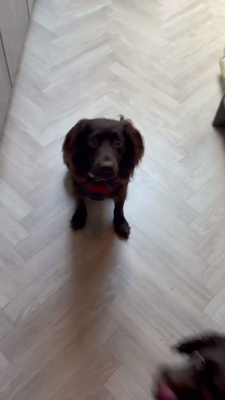 Cocker Spaniel dogs for sale: KC REGISTERED WORKING COCKER SPANIEL PUPPIES in Solihull - Video 2