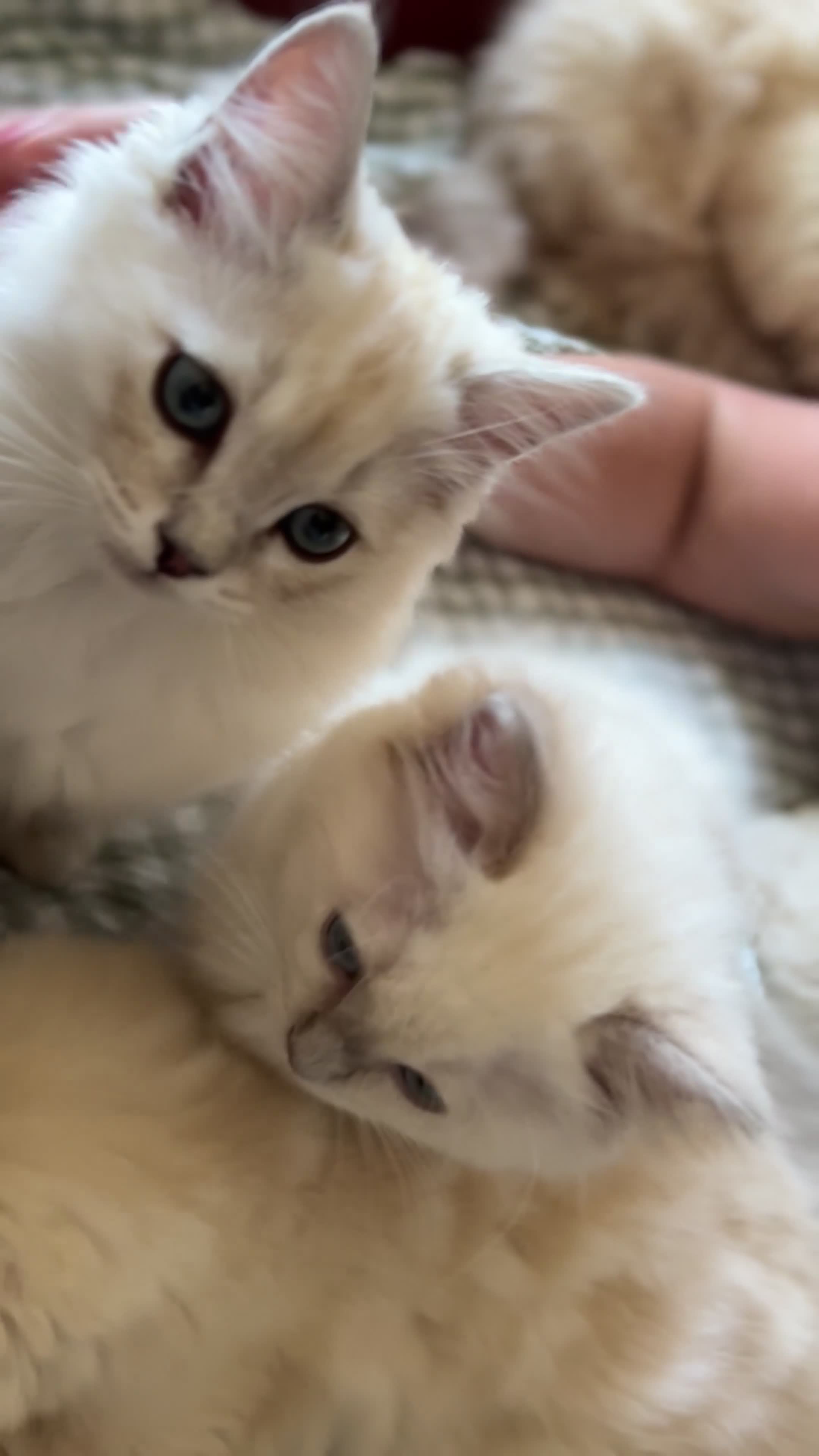 Ragdoll cats for sale: Ragdolls Mink Sepia TICA Cherubims Quality  - Video 2