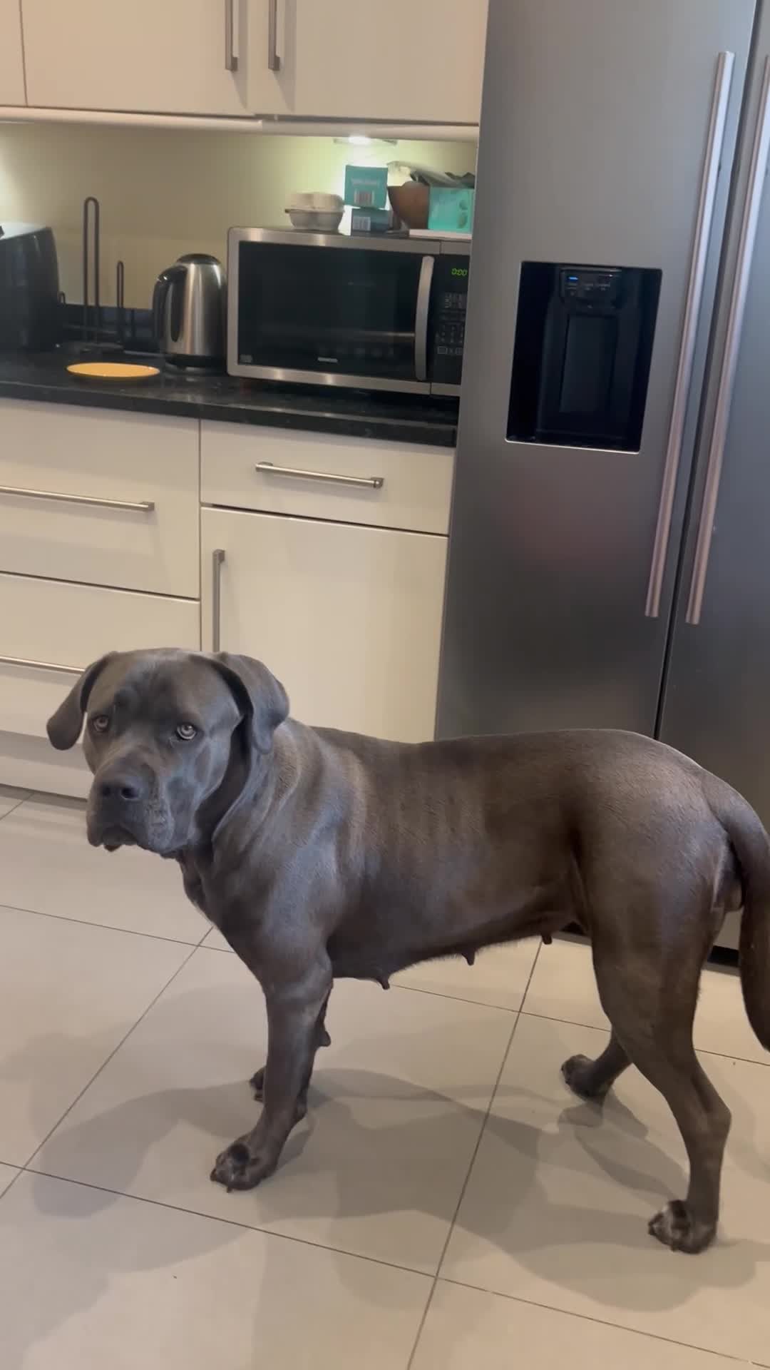 Mixed Breed dogs for sale: XLCane CorsoxBoerboel Pups Ready for Loving Homes - Video 3
