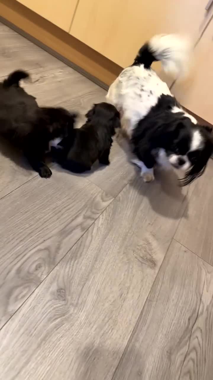 Pekingese dogs for sale: Pekingese puppies  in Coventry - Video 1