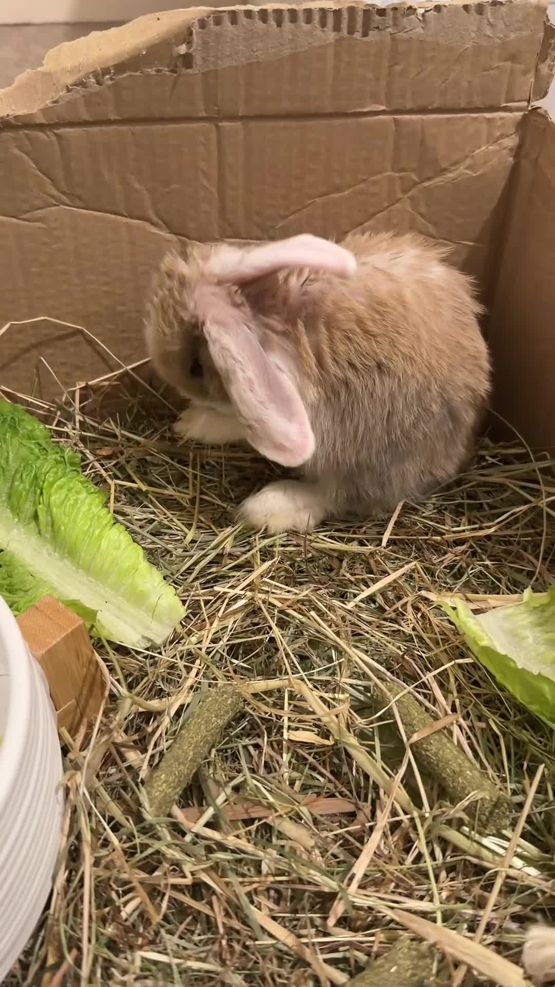 Mini Lop rabbits for sale: Mini lop 9 weeks old :) in West Bromwich - Video 1