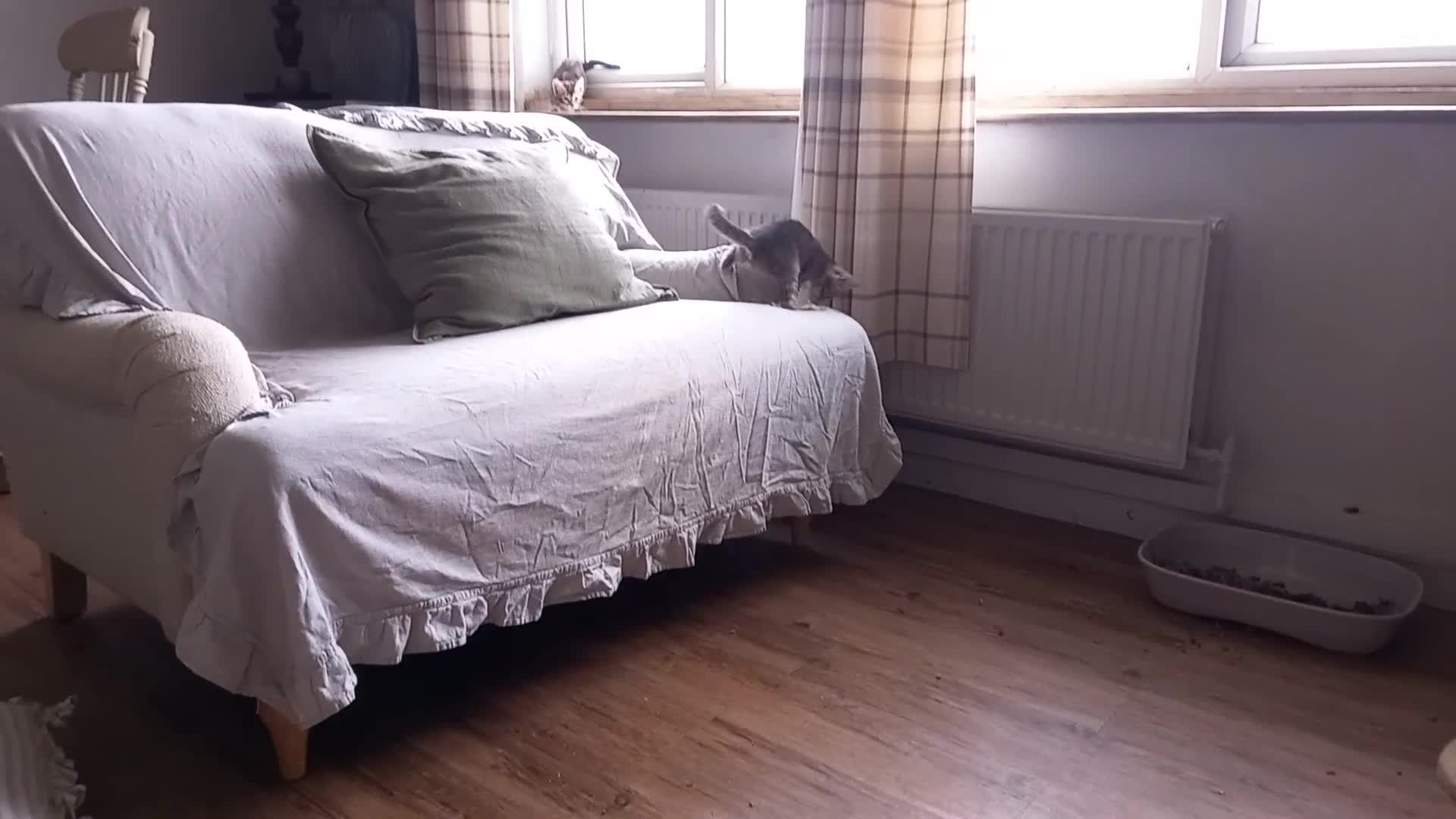 Bengal cats for sale: BENGAL Cross Kittens ♡ BLUE | NEED LOVING HOMES - Video 5