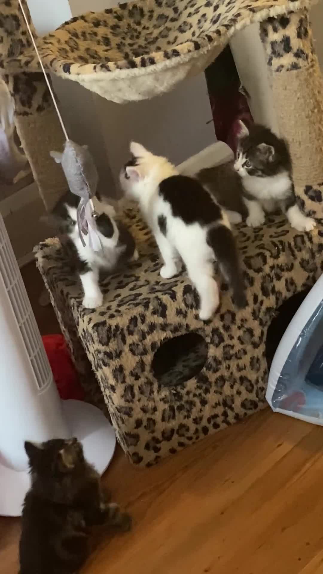 British Shorthair cats for sale: Ready for a loving home now  - Video 4