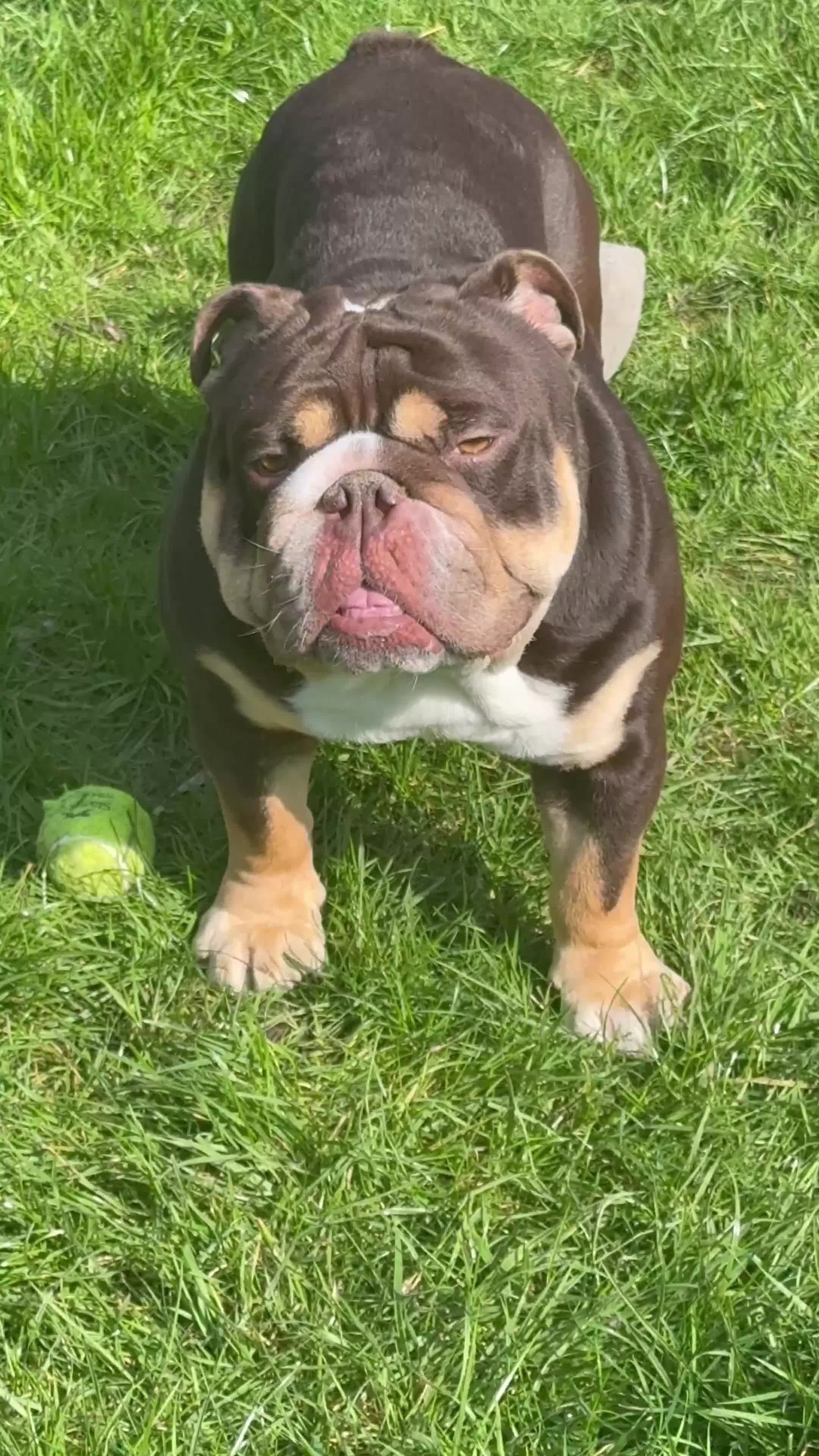 English Bulldog dogs for stud: Reggie 🐾 First-Time Stud Available - Video 1