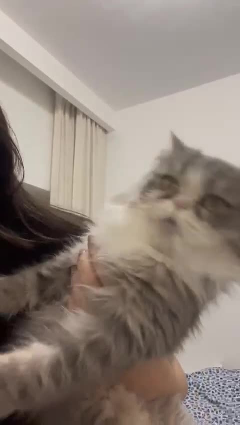 Mixed Breed cats for adoption: PENELOPE MIX PERSIAN CUTE SPAYED FULLY VACCINATED  - Video 2