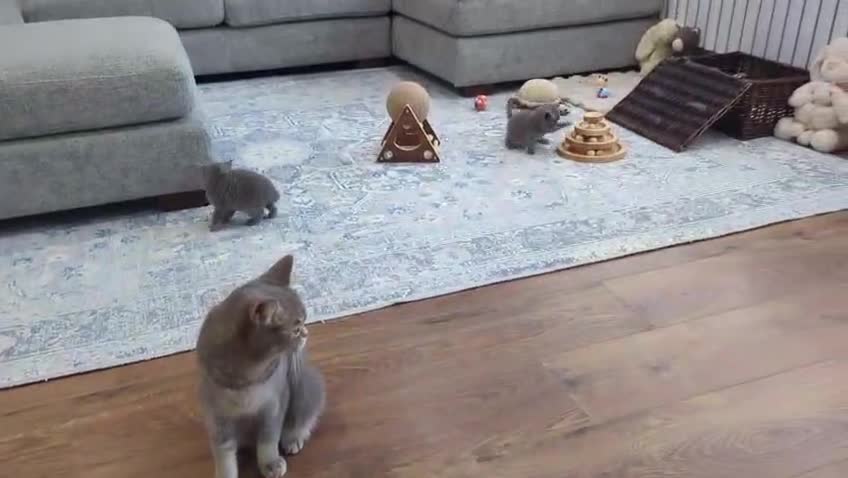 British Shorthair cats for sale: Gorgeous Pure Breed British Shorthair Kittens - Video 4