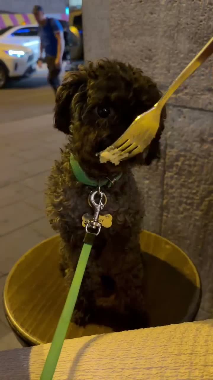 Toy Poodle dogs for sale: Tiny Sable Asian Toy Poodle - 2kg - Video 4