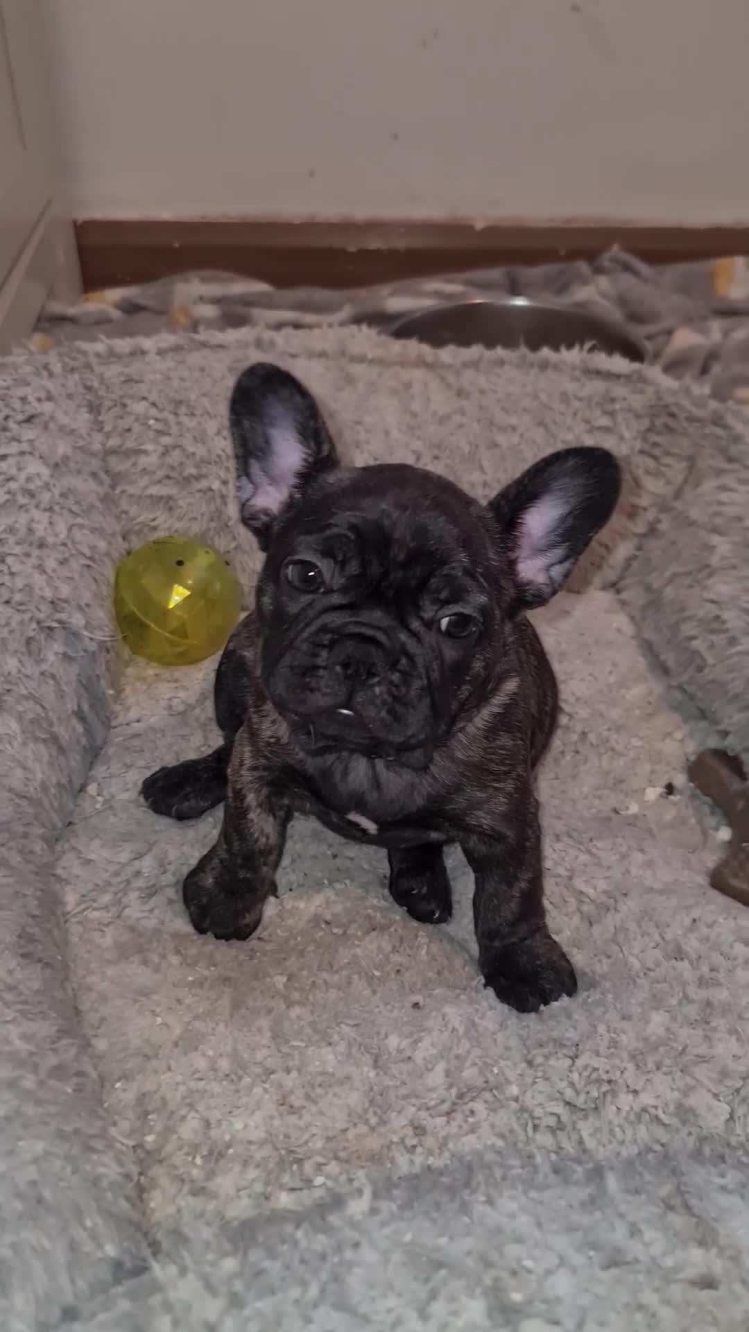 French Bulldog dogs for sale: French bulldog puppies ready to go - Video 3