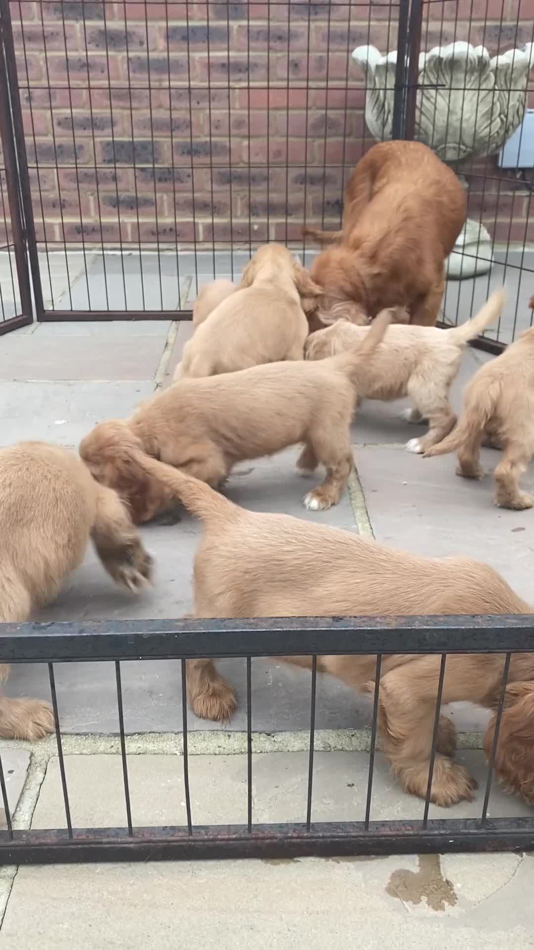Cocker Spaniel dogs for sale: OUT STANDING GOLDEN SHOW TYPE COCKER SPANIEL  - Video 1