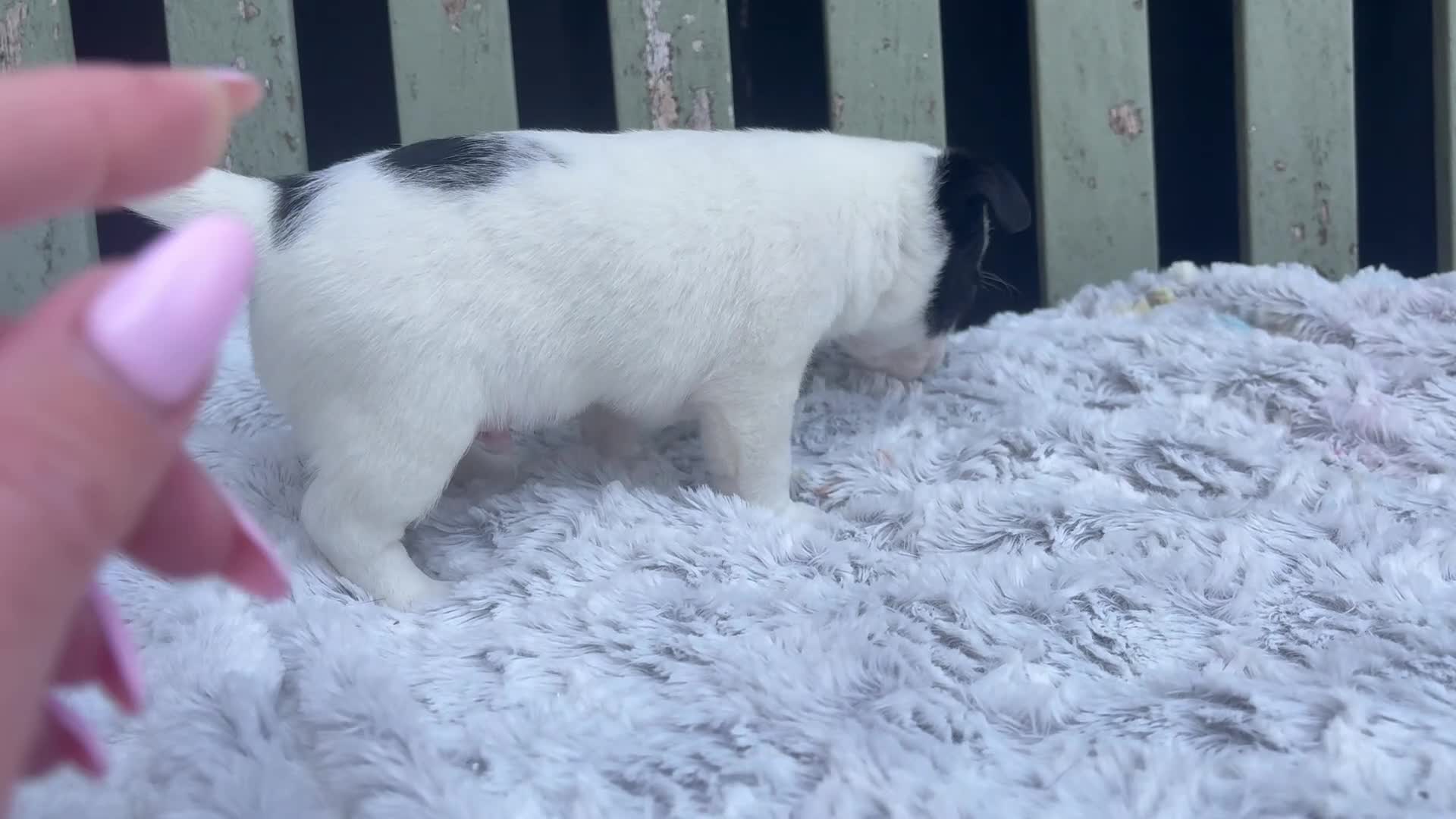 Jack Chi dogs for sale: Chihuahua x jack Russel puppies  - Video 2