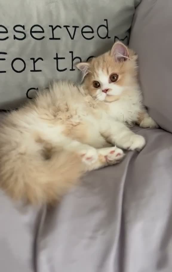 British Longhair cats for sale: Stunning baby doll BLH bicolour boy, ready now  - Video 1