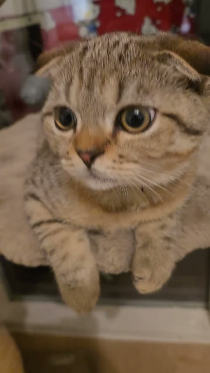 British Shorthair cats for sale: RARE BLACK GOLDEN BRITISH SHORTHAIR - Video 1