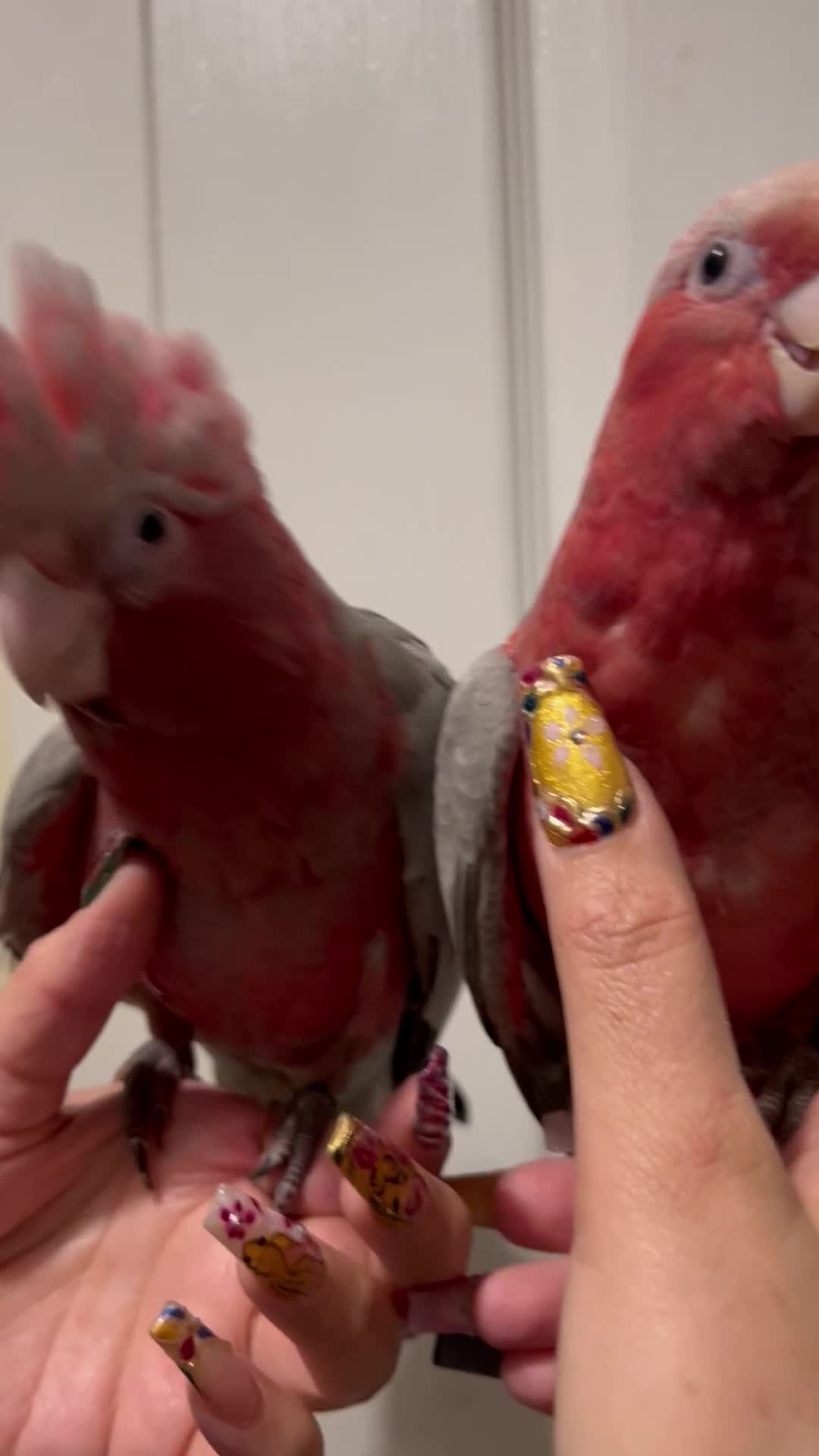 Parrots birds for sale: Hand Reared Baby Galah Cockatoos  - Video 1