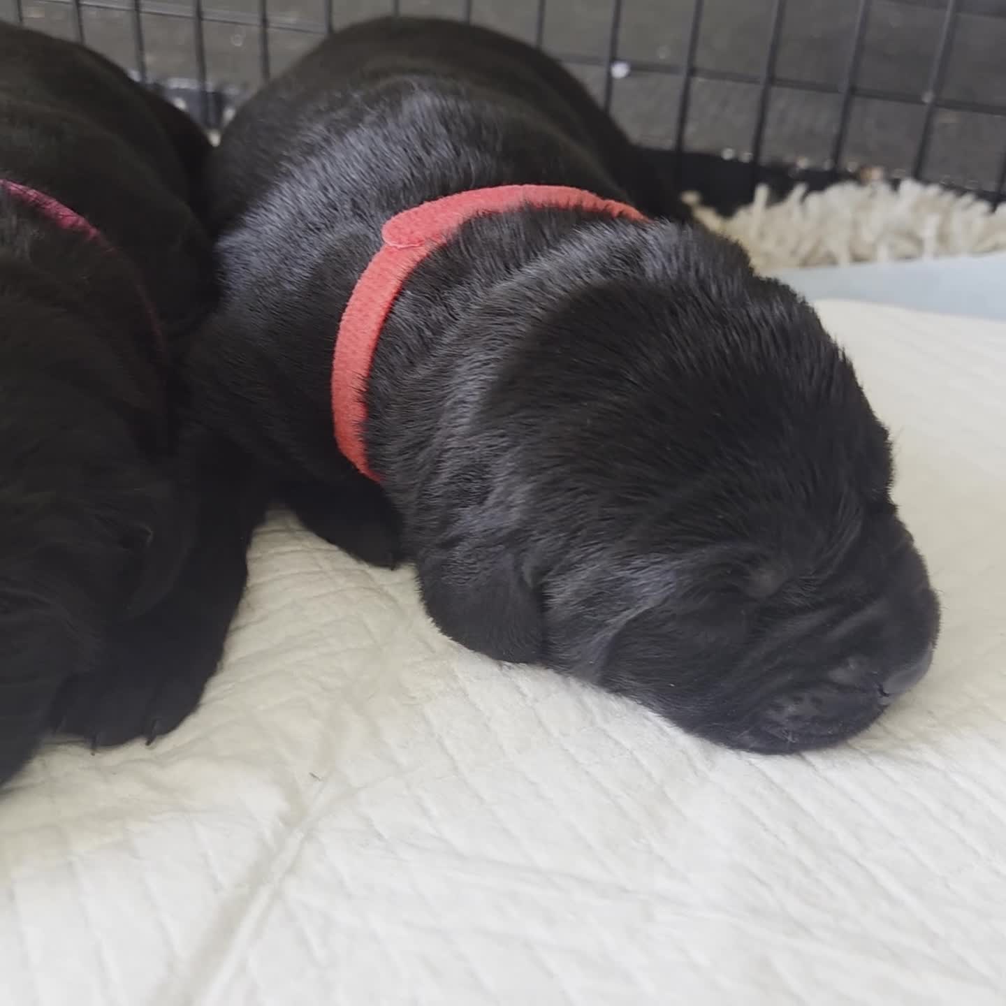 Labrador Retriever dogs for sale: Beautiful litter kc registered labradors  - Video 1