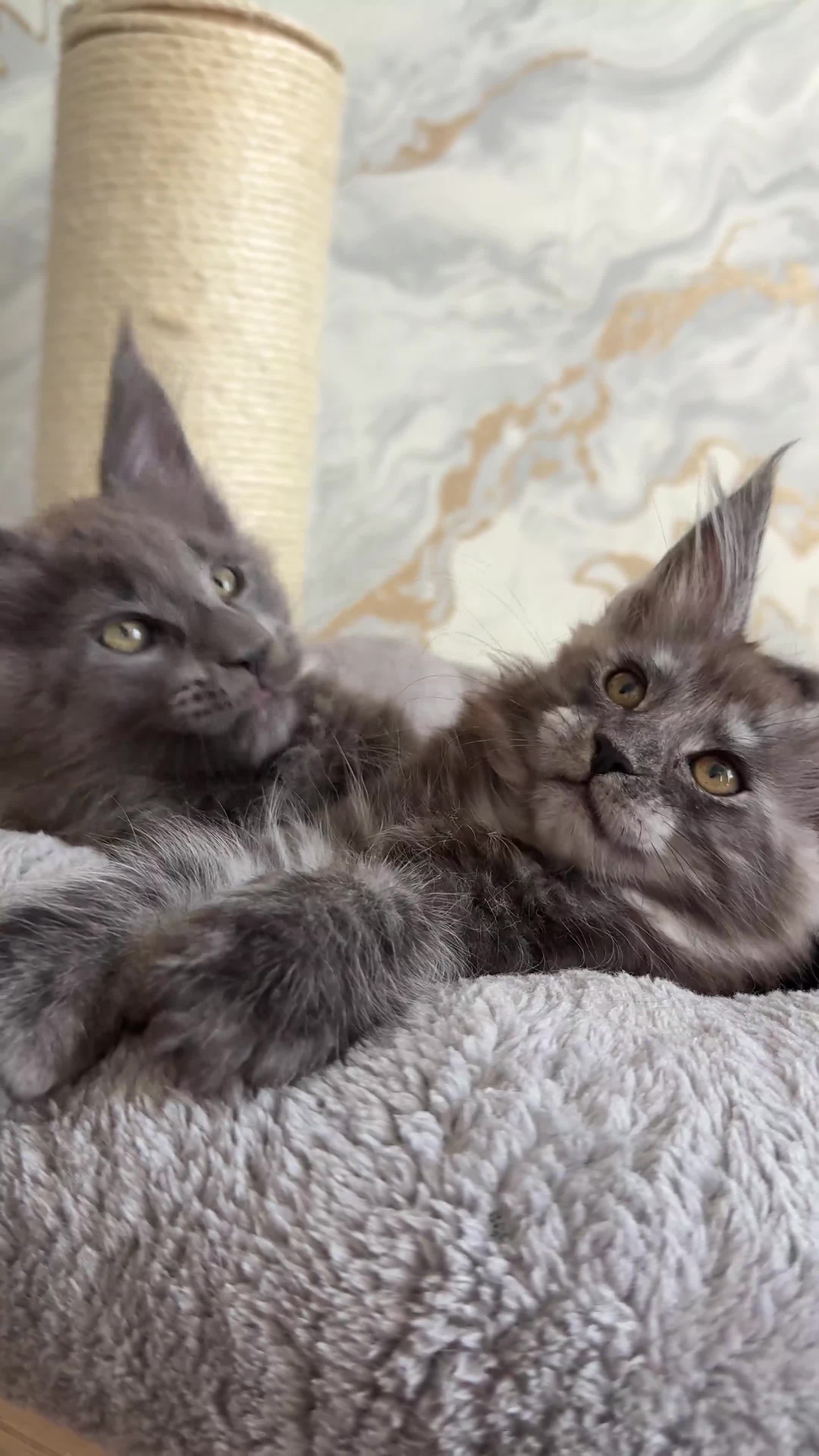 Maine Coon cats for sale: Stunning Maine Coon Kittens TICA Registered - Video 1