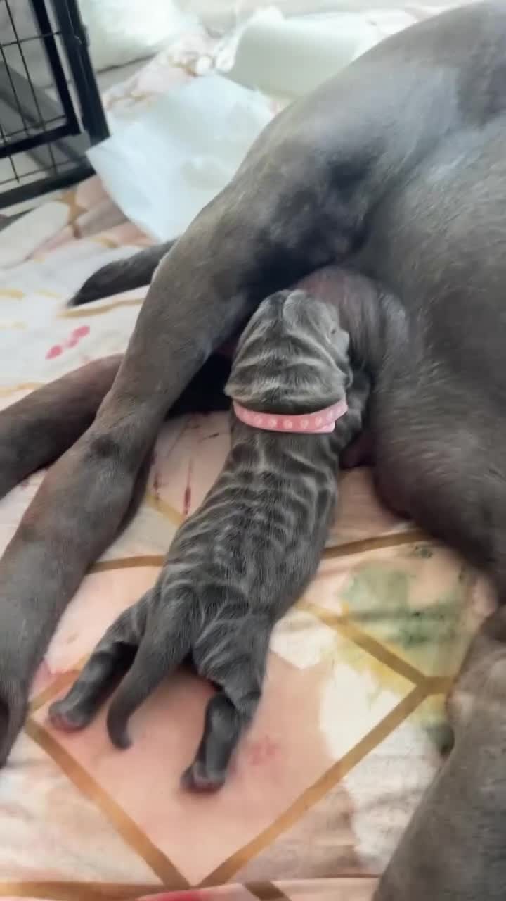 Neapolitan Mastiff dogs for sale: Rare breed Neapolitan mastiff puppies  - Video 1