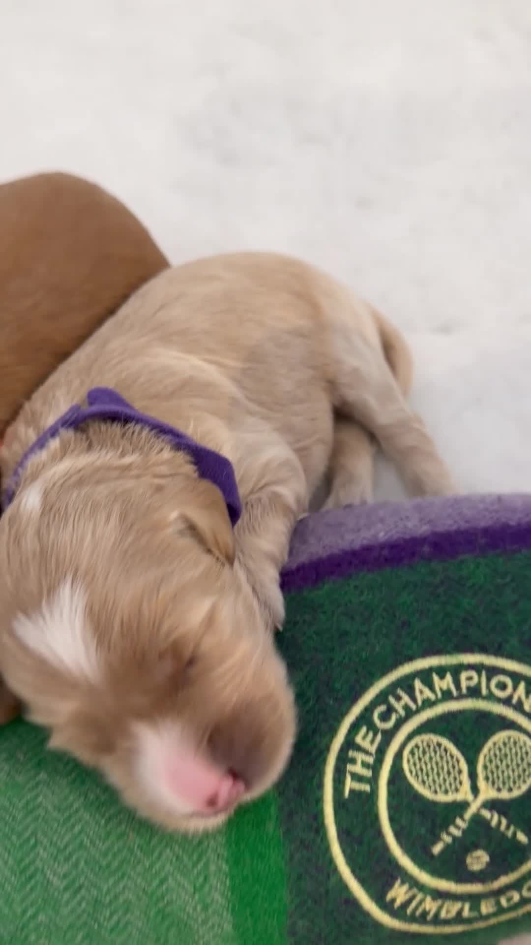 Australian Labradoodle dogs for sale: Multigenerational Australian Labradoodle puppies - Video 1