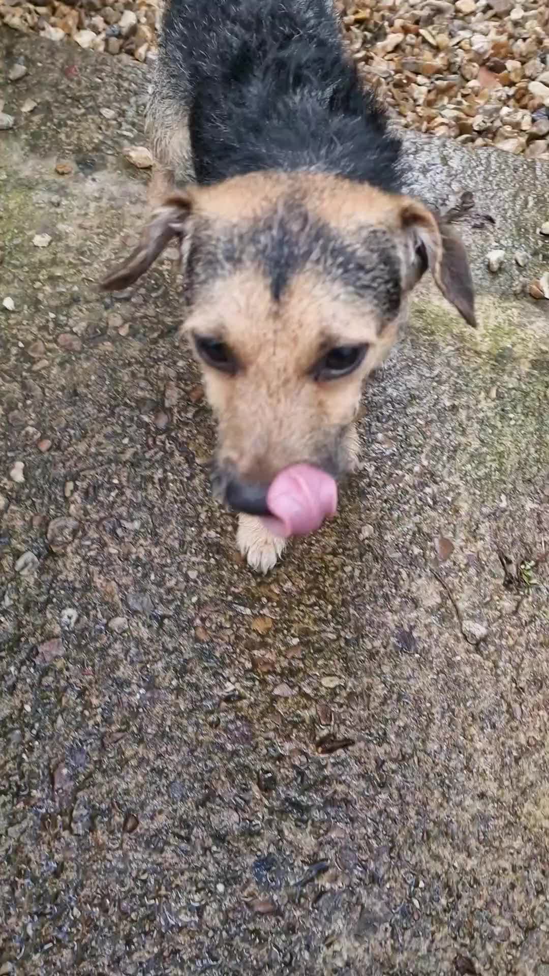 Mixed Breed dogs for sale: Beautiful Patterdale × Jack Chi Puppies - Video 1